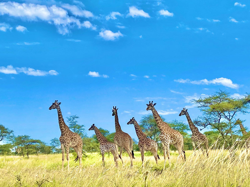 tanzania national parks