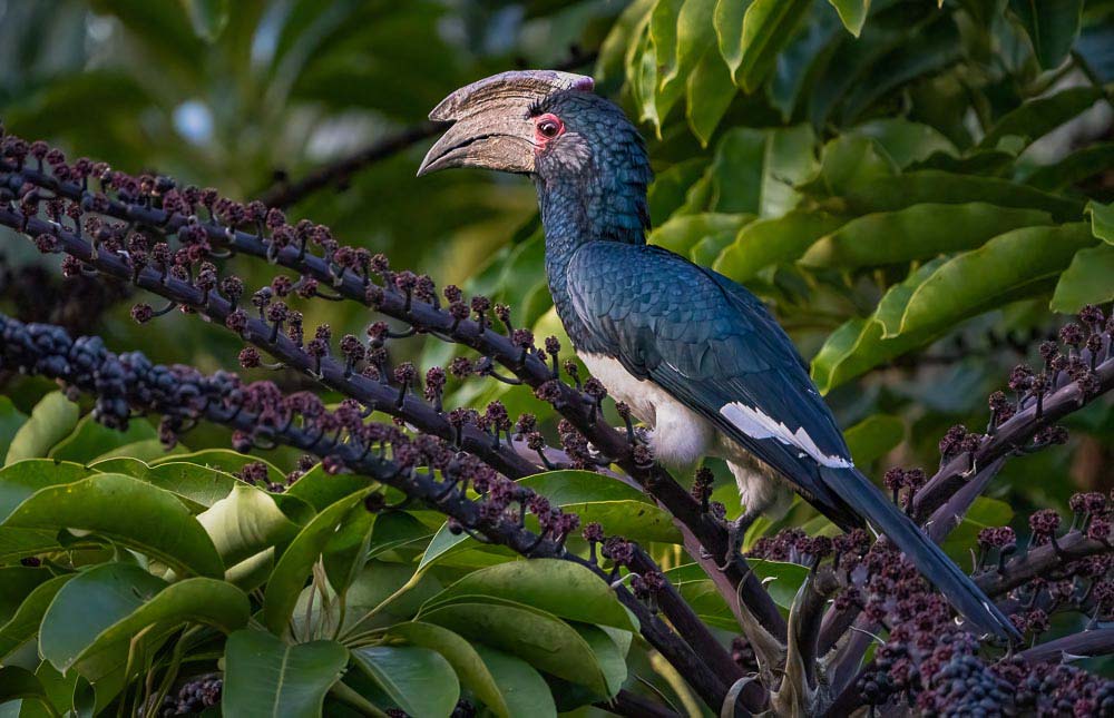 trumpeter hornbill