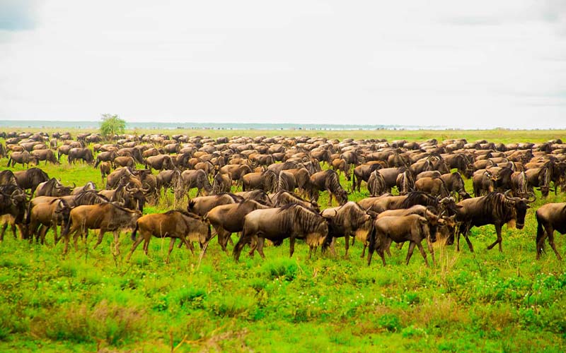 Serengeti