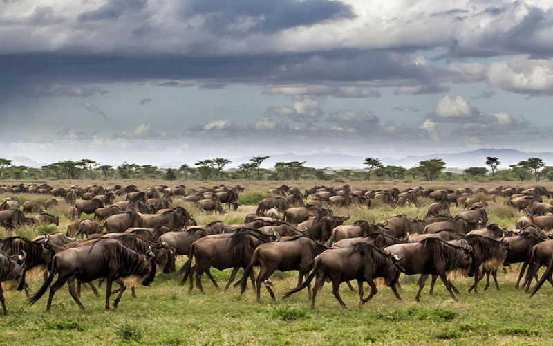 Wildebeest Migration Packages