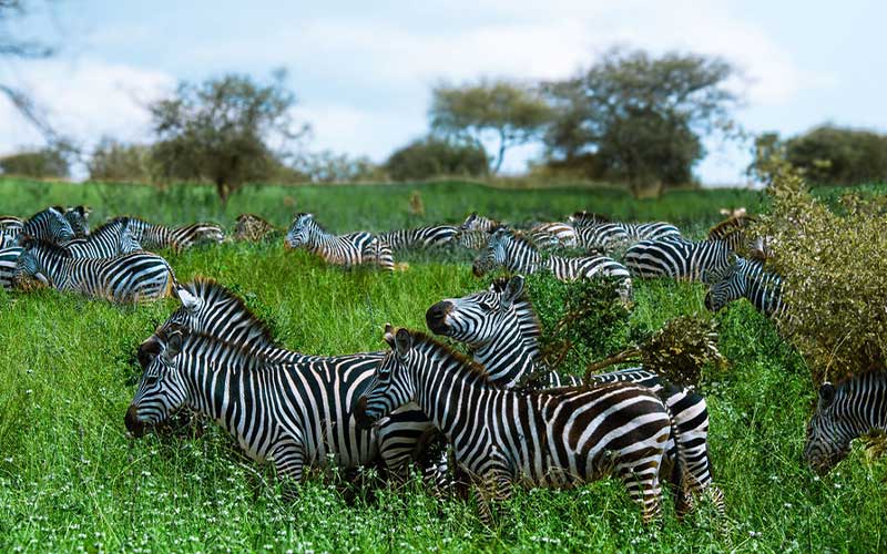 11 Days Tanzania Big Five private experience