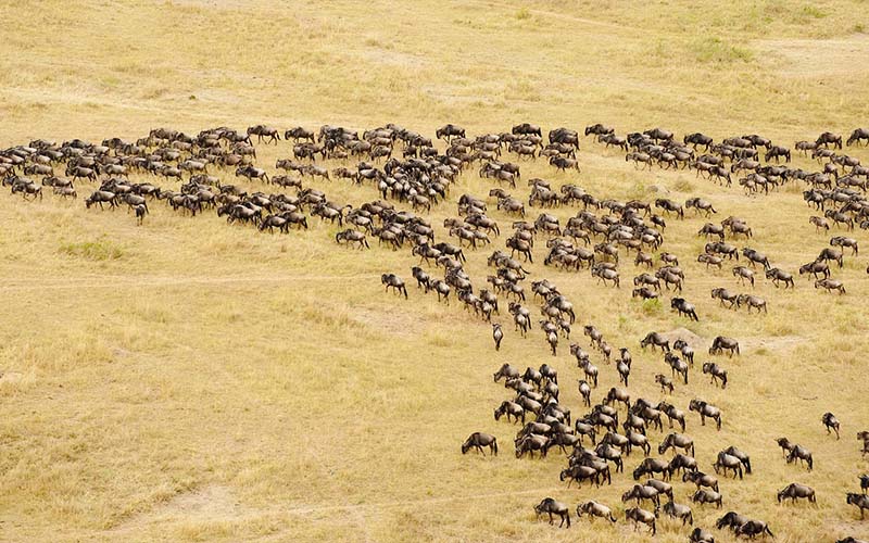 4 Days Fly-in & Fly out from Serengeti Luxury Safari
