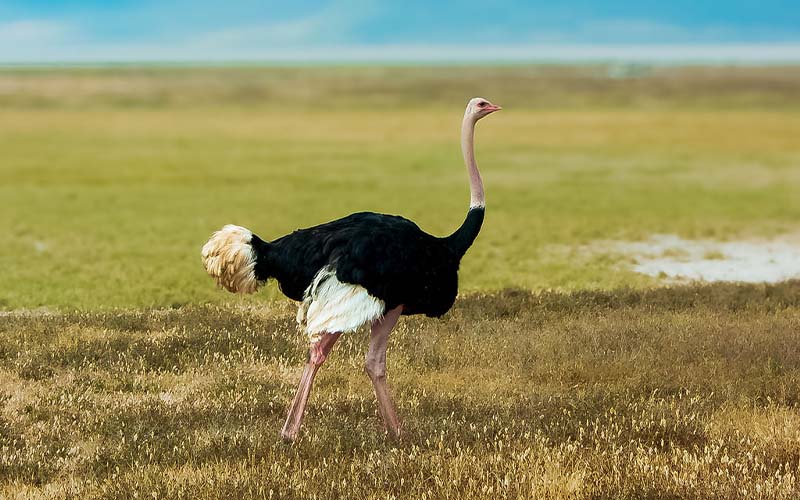 9 Days Wildebeest Migration Tarangire, Serengeti, Ngorongoro and Lake Manyara Private Camping Tour