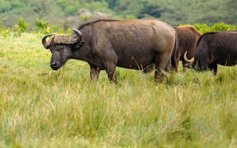 10 Days Great Wildebeest Migration & Lake Natron