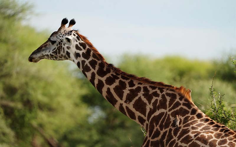 7 Days Best Serengeti wildebeest Migration Safari