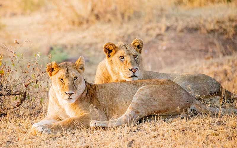 What Makes Tanzania Safari Tours Different From Safaris in Other African Countries? C 54