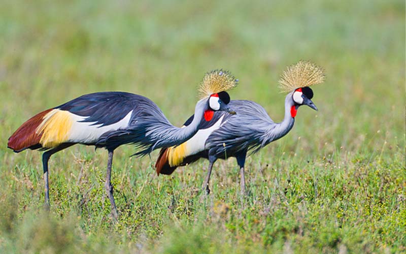 What Makes Tanzania Safari Tours Different From Safaris in Other African Countries? C 55