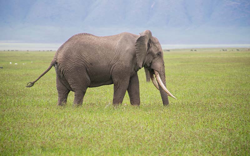 11 Days Tanzania Big Five private experience