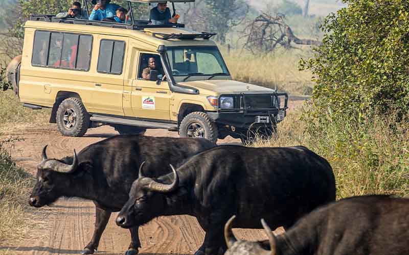6 Days Wildebeest Migration Tarangire,Serengeti, Ngorongoro crater and lake Manyara Joining Group Camping Tour