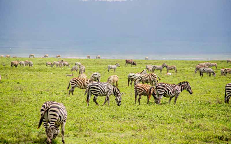 Wildlife roaming Tanzania's protected national parks on a guided safari