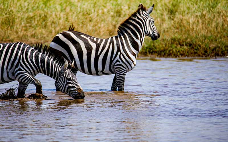 7 Days Wildebeest Migration Tarangire, Serengeti, Ngorongoro and Lake Manyara Private Camping Tour