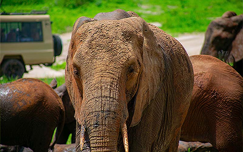 5 Days Big 5 Tour & Cultural Experience