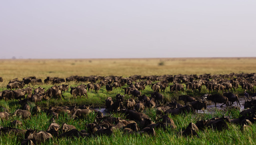 Serengeti