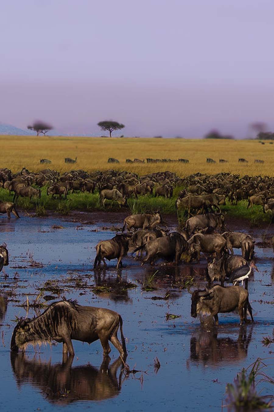 Serengeti