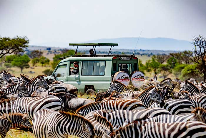Tanzania Wildlife Safari Experience