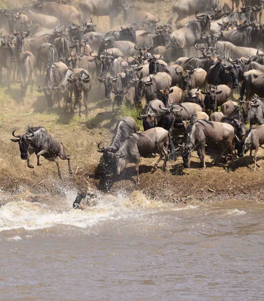 Tanzania Safari All-Inclusive Packages: Where Every Detail Is Already Written c 91