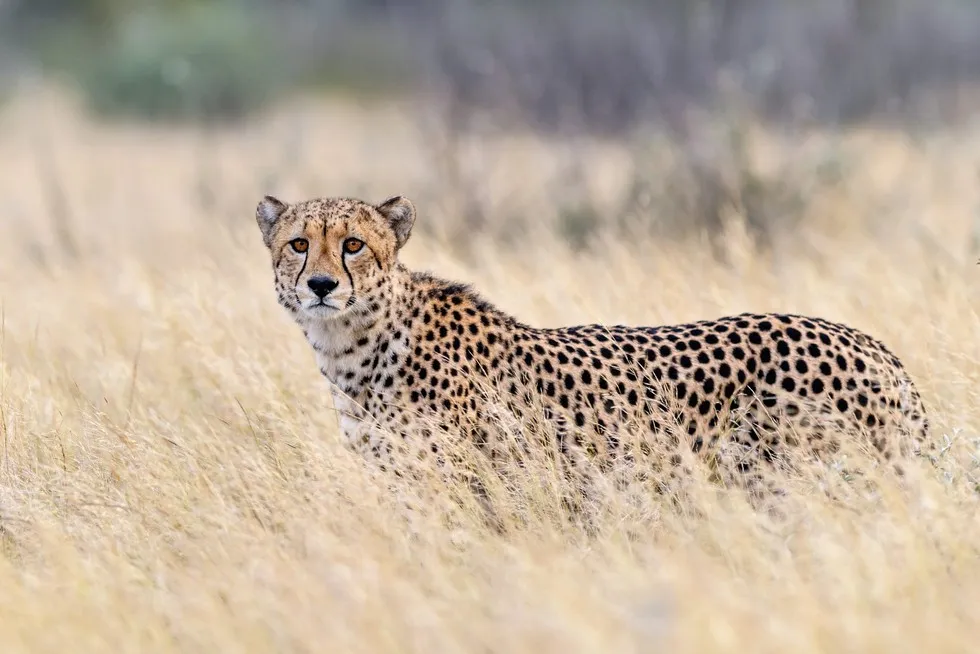 5 Days Big Five lodge tour and Cultural Experience