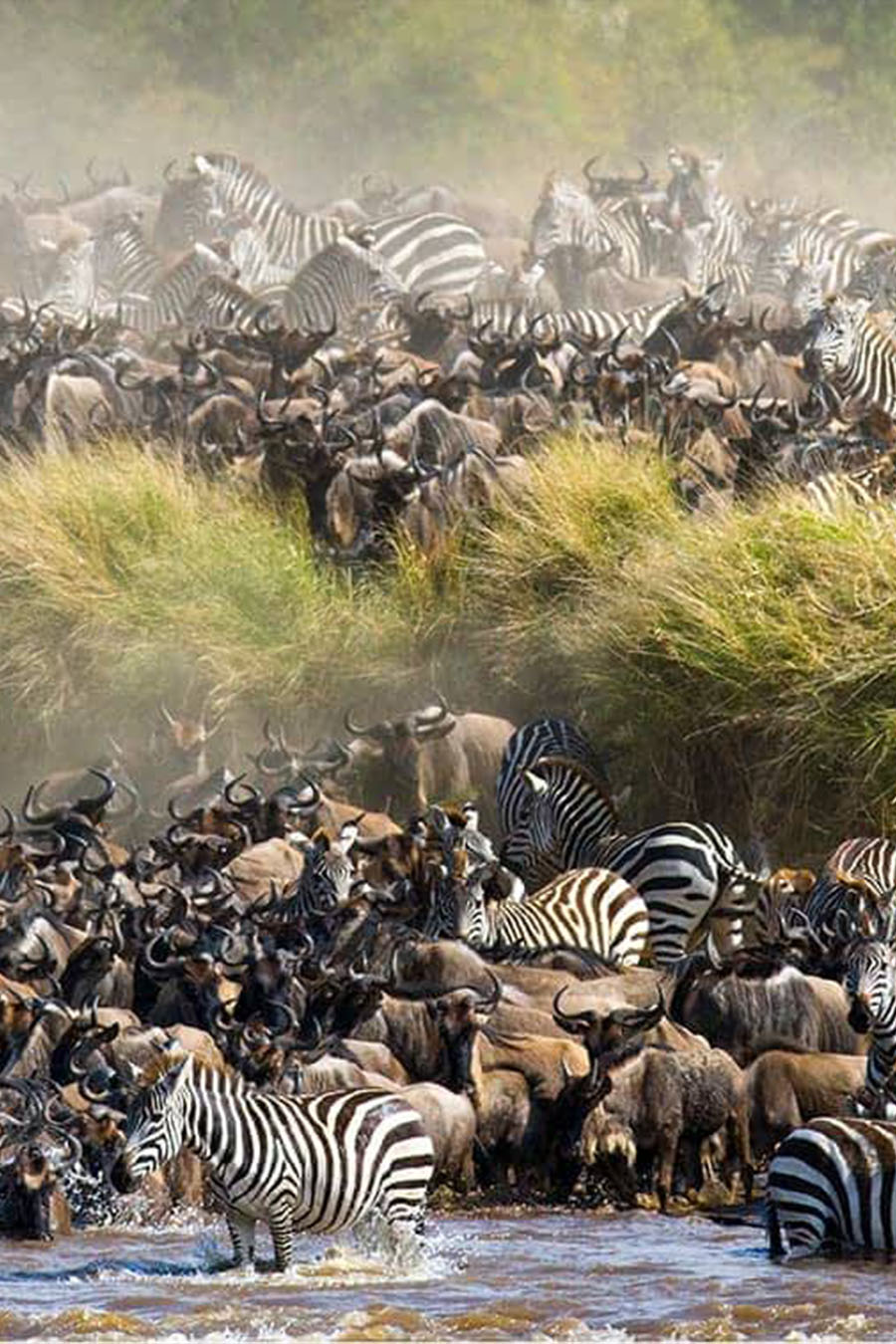 Migration