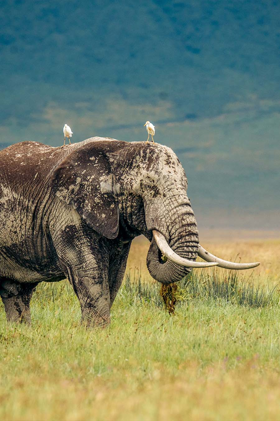 Ngorongoro