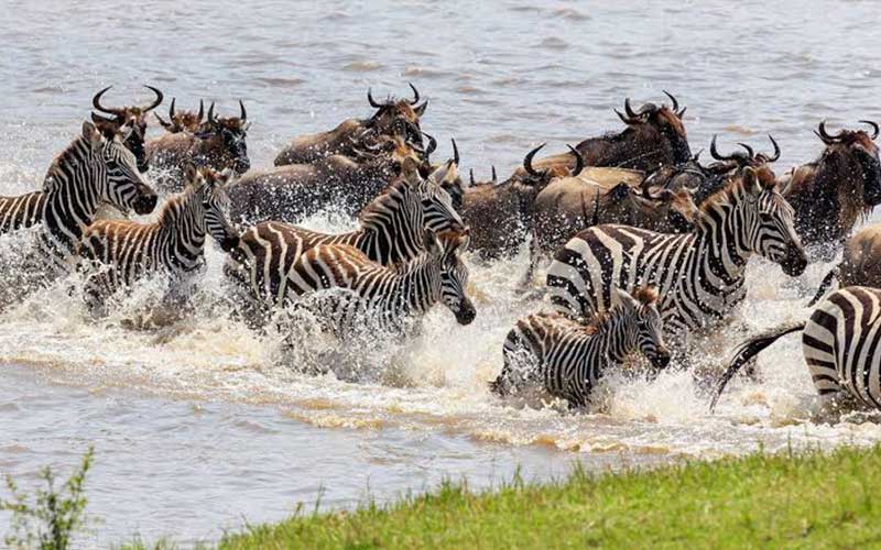 How to Plan the Perfect Safari in Tanzania 2026-2027 C 112