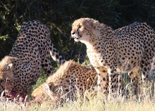 3-Day Mid Range Tour Tarangire Ngorongoro Crater Manyara