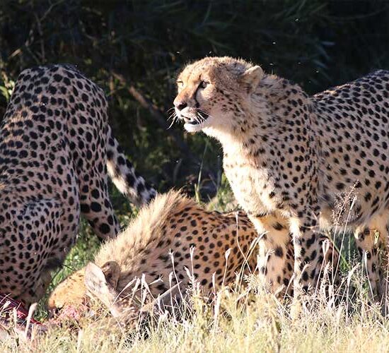 3-Day Mid Range Tour Tarangire Ngorongoro Crater Manyara