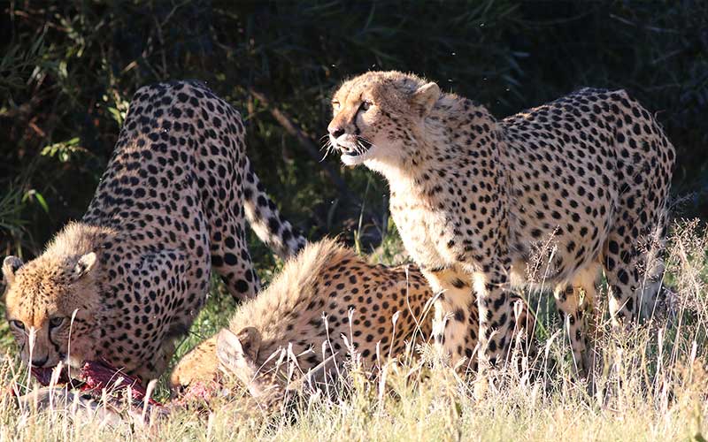 How to Plan the Perfect Safari in Tanzania 2026-2027 C 113