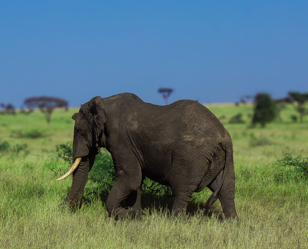 Serengeti safari video