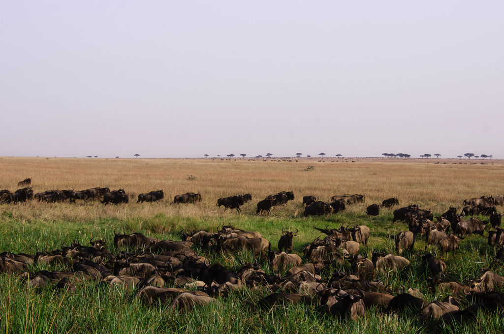 Luxury Serengeti Safari