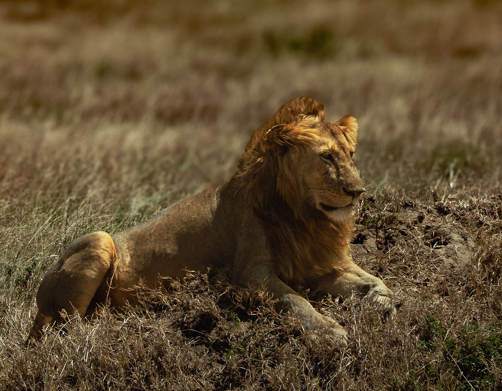 Safari landscape