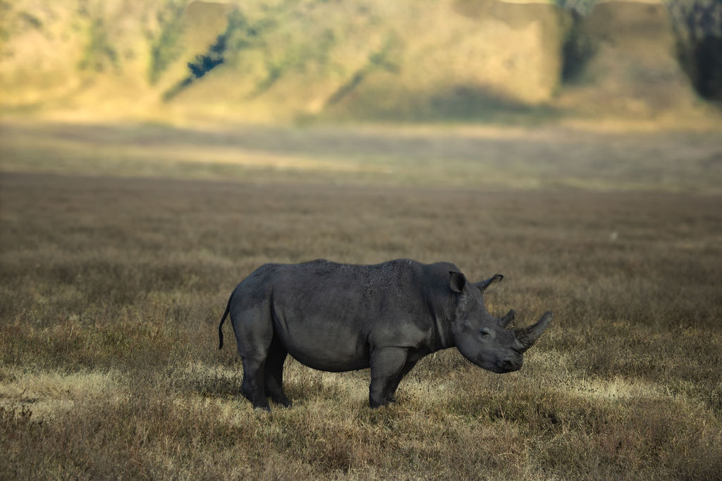 African landscape