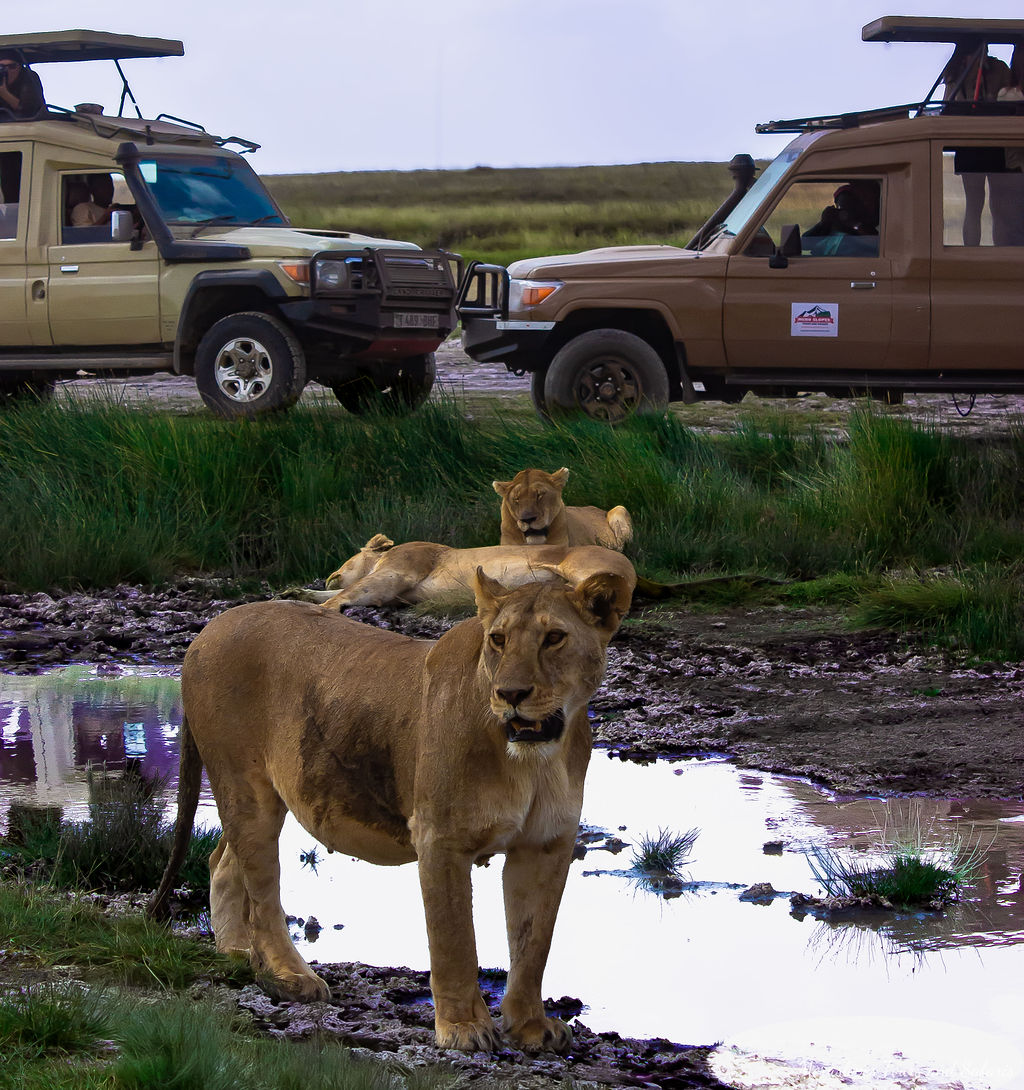 A Luxury Tanzania Safari Story Beyond Imagination Luxury Tanzania Safari