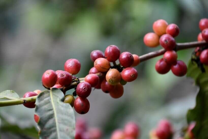 Coffee processing from cherry to bean during Coffee Safari Experience in Tanzania
