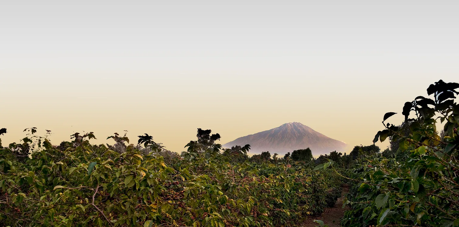 Coffee farm in Tanzania