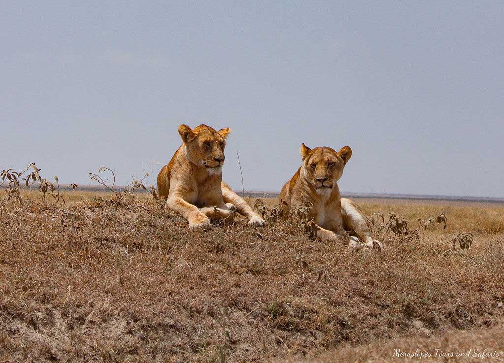 7 to 11 Days Luxury Tanzania Safari