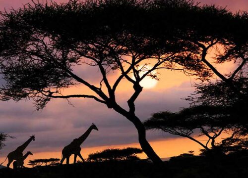 Tanzania Safari Tours: A Journey Into Africa's Last Great Wilderness Tanzania Safari Tours: A Journey Into Africa’s Last Great Wilderness