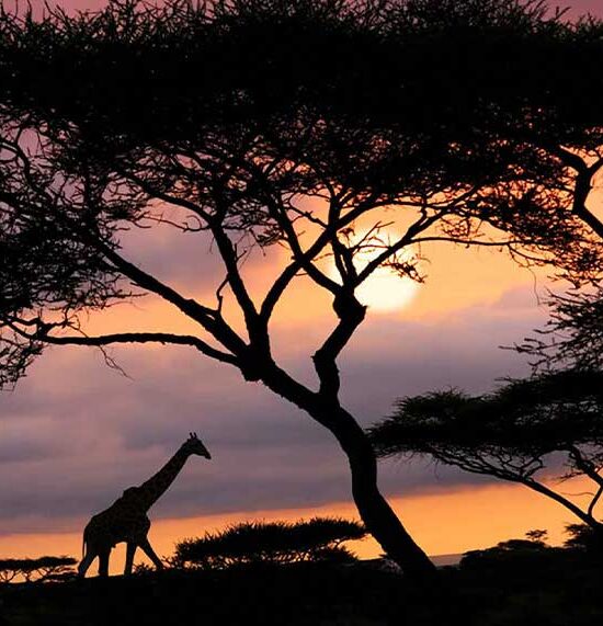 Tanzania Safari Tours: A Journey Into Africa’s Last Great Wilderness