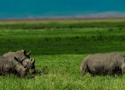 3-Day Private Safari to Serengeti and Ngorongoro Crater