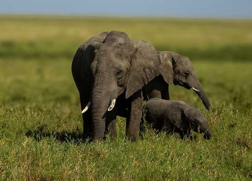 6-Day Private Serengeti Budget Camping Tanzania Safari
