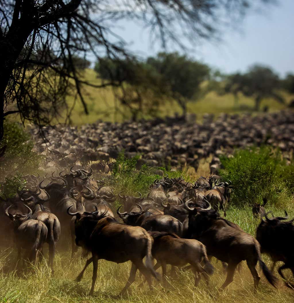African safari experience