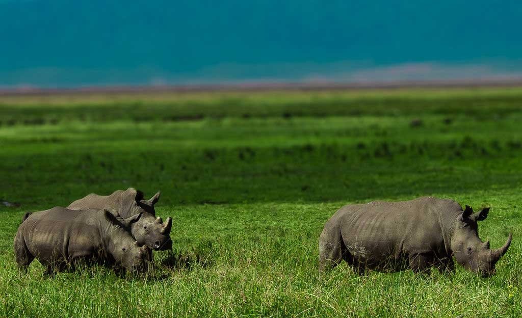 Ngorongoro Crater