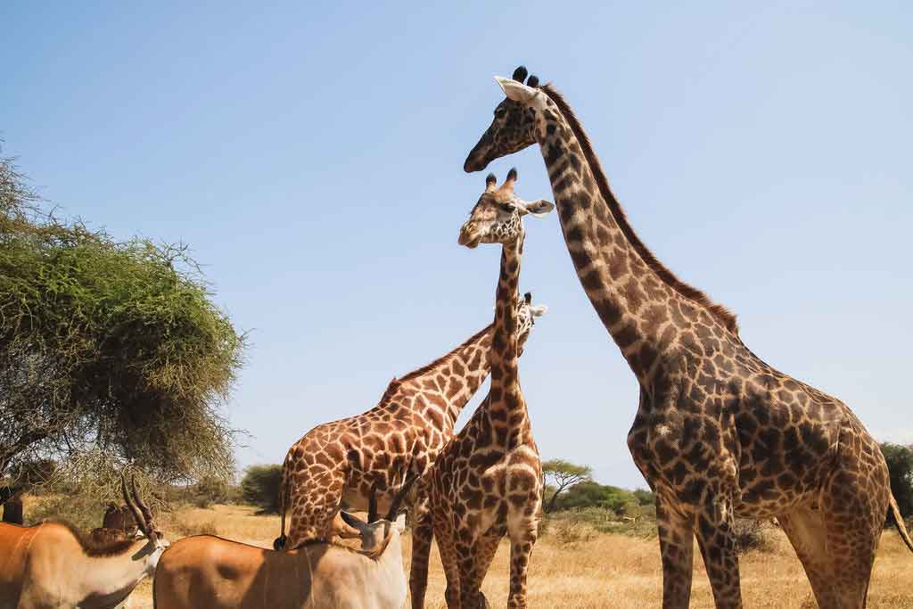 Tanzania safari