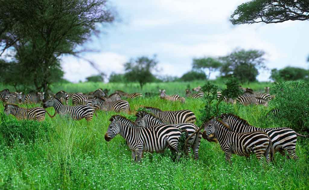 Tanzania wildlife