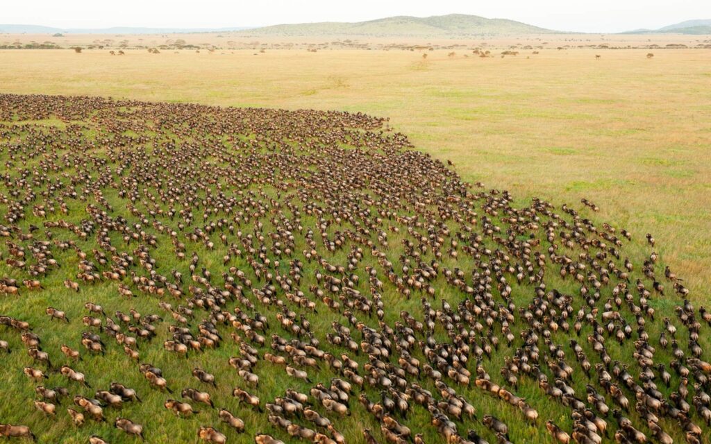 What Makes Tanzania Safari Tours Different From Safaris in Other African Countries? R 22
