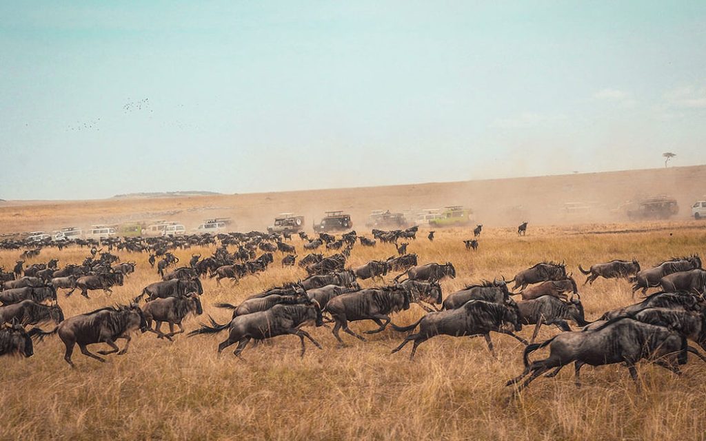 What Makes Tanzania Safari Tours Different From Safaris in Other African Countries? What Makes Tanzania Safari Tours Different From Safaris in Other African Countries?