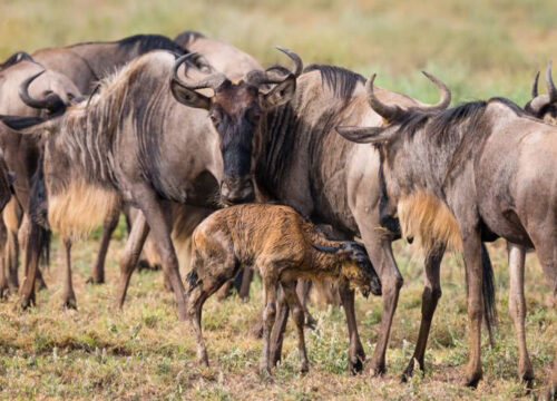 5 Day Wild Beginnings, Calving Season & Big Five Safari
