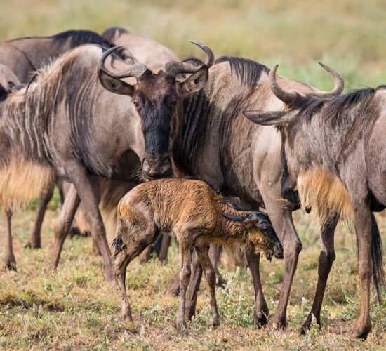 5 Day Wild Beginnings, Calving Season & Big Five Safari