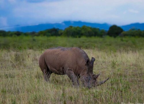 6-Day Private Big 5 Mid Range Tour in Tanzania