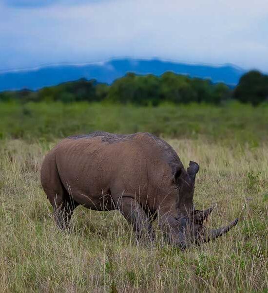 6-Day Private Big 5 Mid Range Tour in Tanzania