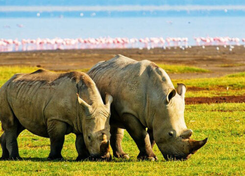 14 Day luxury Kenya Tanzania & Zanzibar